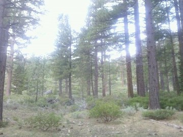 Southwest Pine Trees