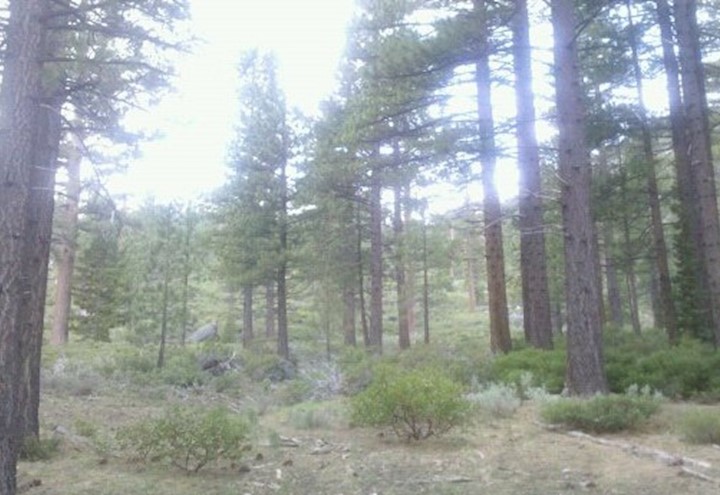 Southwest Reno Trees