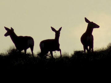 Spanish Springs Deer on the Horizon