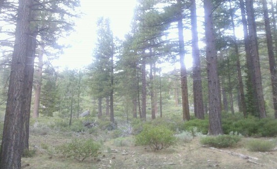 Southwest Pine Trees