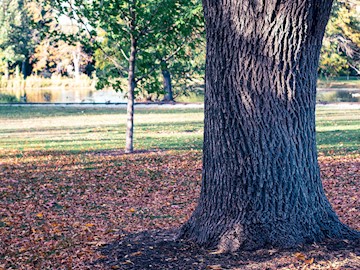 Idlewild Park tree with leaves during spring time