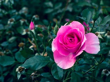 A pink rose at Idlewild Park