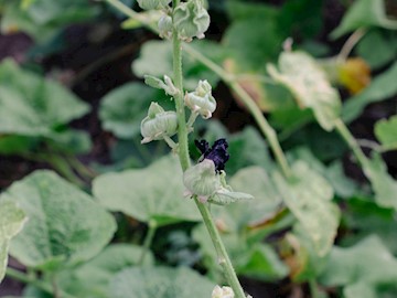 A purple rose at Idlewild Park