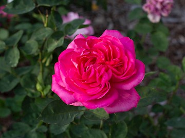 A red rose at Idlewild Park